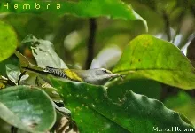 Vermivora chrysoptera