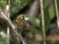 Platyrinchus cancrominus