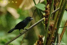 Cyanocompsa cyanoides