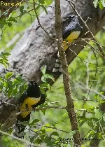 Trogon melanocephalus