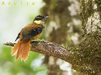 Pseudocolaptes lawrencii