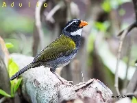 Arremon aurantiirostris