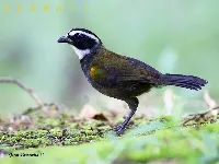 Arremon aurantiirostris