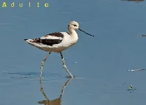 Recurvirostra americana