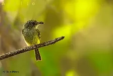 Oncostoma cinereigulare