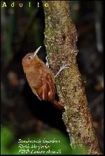 Dendrocincla homochroa