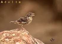 Ammodramus savannarum