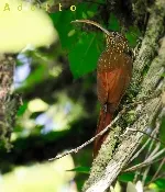 Campylorhamphus pusillus