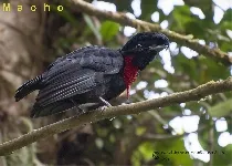 Cephalopterus glabricollis