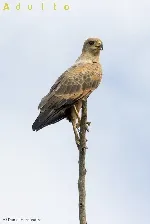 Buteogallus meridionalis