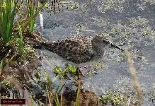 Calidris bairdii