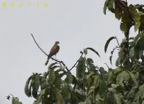 Accipiter striatus