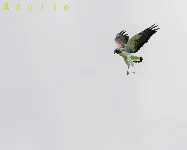 Gavilan sabanero, gavilan coliblanco