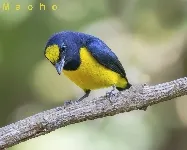 Euphonia imitans
