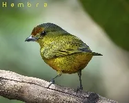 Euphonia imitans