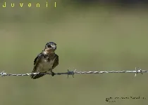 Hirundo rustica