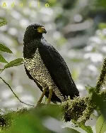 Morphnarchus princeps