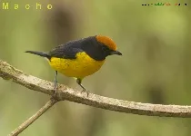 Euphonia anneae