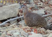 Crypturellus cinnamomeus