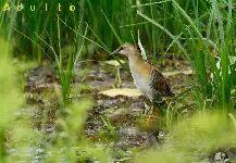 Hapalocrex flaviventer