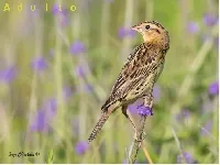 Dolichonyx oryzivorus