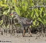 Rallus longirostris