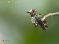 Colibri, gorrion, coqueta crestirrojiza