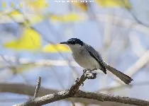 Polioptila albiloris