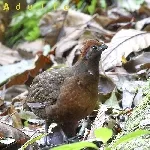 Odontophorus melanotis