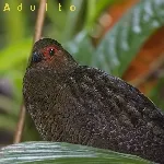 Odontophorus gujanensis