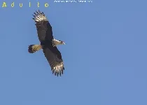 Caracara cheriway