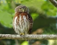 Glaucidium griseiceps