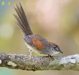 Synallaxis albescens