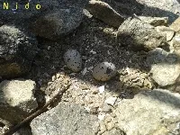 Haematopus palliatus