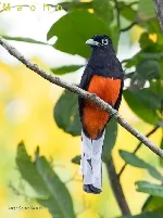 Trogon bairdii