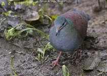 Zentrygon costaricensis