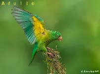 Brotogeris jugularis