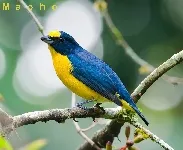 Euphonia hirundinacea