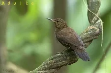 Sclerurus guatemalensis