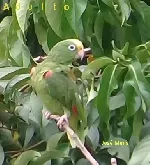Amazona ochrocephala