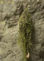 Mionectes oleagineus