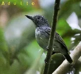 Dysithamnus puncticeps