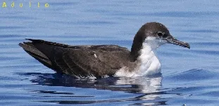 Puffinus subalaris
