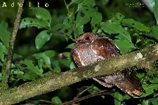 Steatornis caripensis