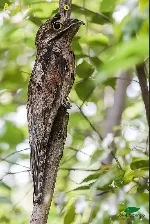 Nyctibius jamaicensis