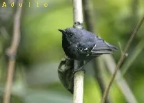 Myrmotherula schisticolor