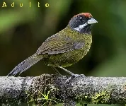 Arremon crassirostris