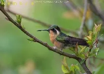 Lampornis castaneoventris