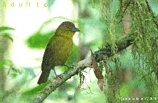 Chlorothraupis carmioli