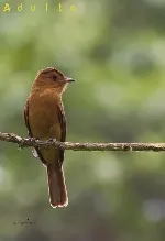 Rhytipterna holerythra